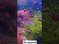 Clownfish Aquarium Nemo Clownfish Aquarium Nemo