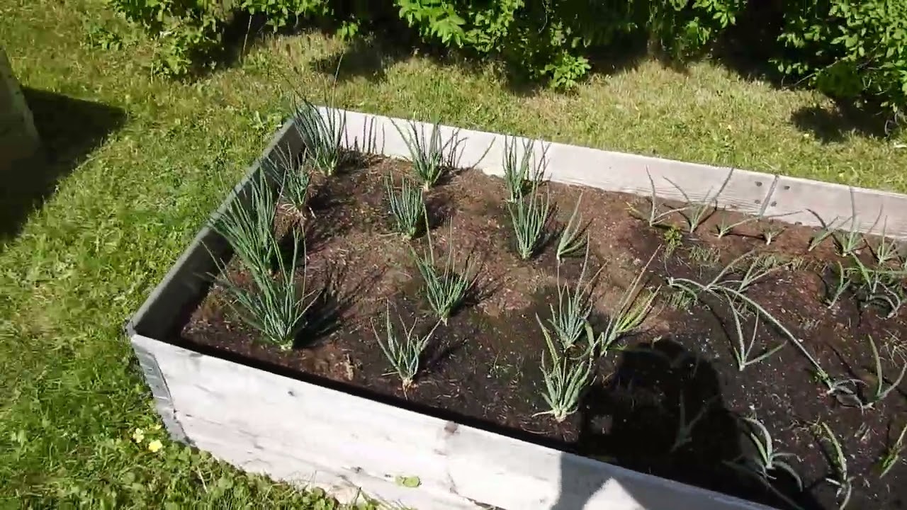 Pihan kasvi-istutuksia (20.6.2023)