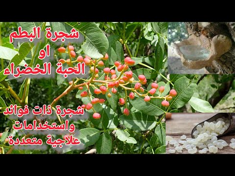 شجرة البطم او الحبة الخضراء فعاليتها العلاجية وطرق استخدامها أعشاب وعلاجات علاج المعدة الاعصاب