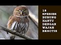 18 Spesies Burung Hantu Dengan Wajah Eksotis