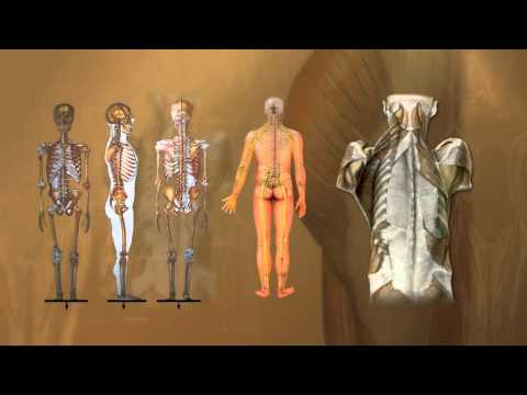 Ariya Wellness Center : โครงสร้างร่างกายมนุษย์ และความสมดุลของโครงสร้างร่างกาย