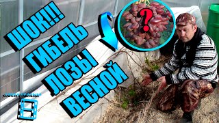 Почему Весной Может Полностью Погибнуть Лоза? Не Совершайте Этой Ошибки! Северный Виноградник 22-12