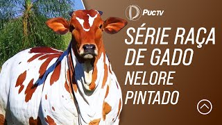 RAÇA DE GADO: NELORE PINTADO