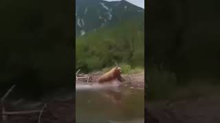 Bear charge on boat at shore