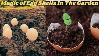 Use egg Shells Like That, To Increase Your Tomato Growth| use This Trick Once And See The Difference