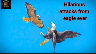 The Hilarious Eagle Attacks On The Most Strongest Animals That Would Shocked You