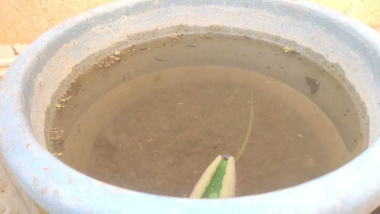 fish fries  Fully crowded pond