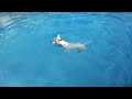 Eager dog desperately wants to jump in the pool