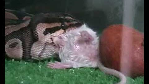 ball python feeding on a mouse