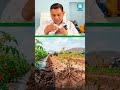 मल्चिंग पेपर के क्या-क्या फायदे हैं? #mulchingpaper #smartfarming #facts #education #shorts #agri