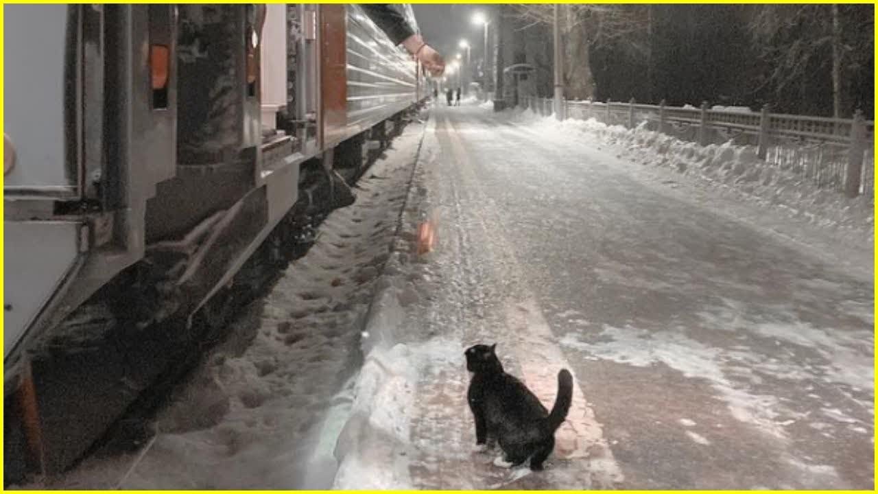 Новости про кота из поезда. Кот в электричке. Мем кот и железная дорога. Поезд. Новости про кота из поезда.