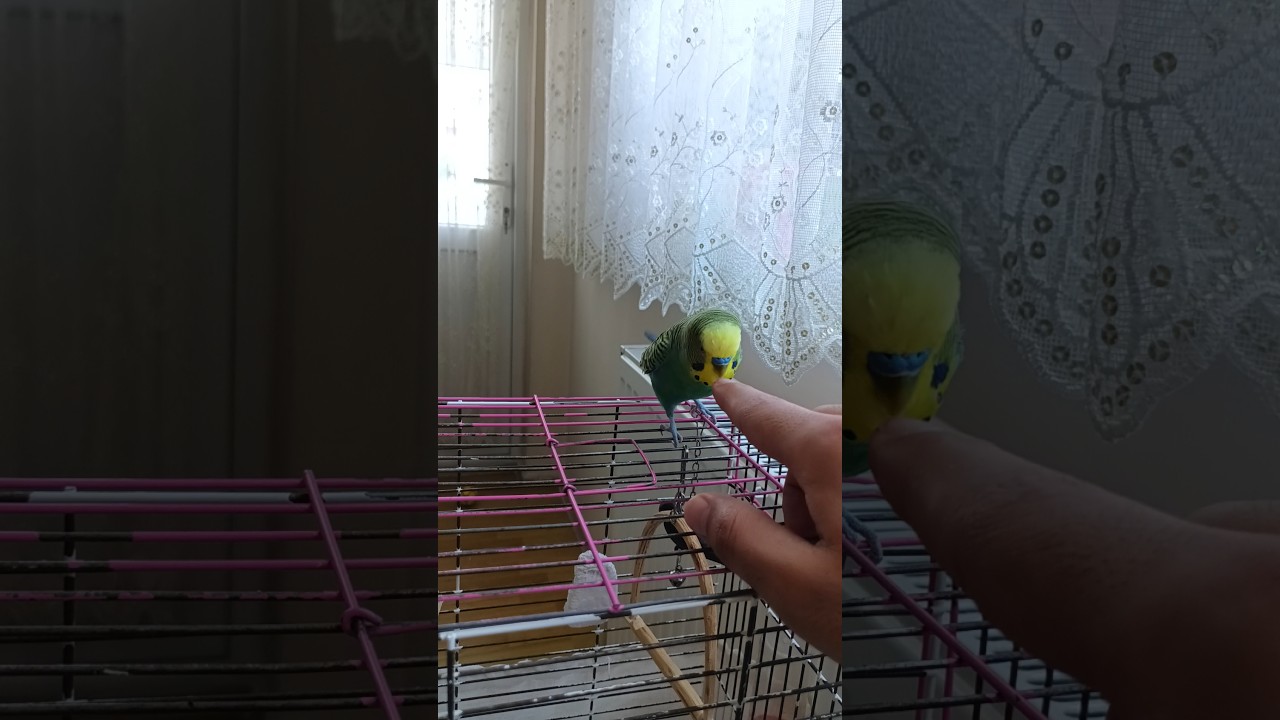 Çok Çılgınız Bugün 😂 #muhabbetkuşu #birds #birdsong #talkingparot #parrot #muhabbetkuşufıstık