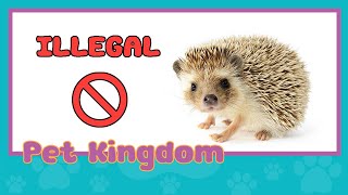 You Can Go To Jail For Owning A Hedgehog - ILLEGAL and SURPRISINGLY Legal Pets by Pet Kingdom 162 views 1 year ago 5 minutes, 44 seconds