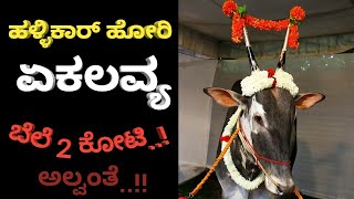 ಹಳ್ಳಿಕಾರ್ ಹೋರಿ ಏಕಲವ್ಯ | ಬೆಲೆ ಎರಡು ಕೋಟಿ ಅಲ್ವಂತೆ | ಹಳ್ಳಿಕಾರ್ ತಳಿ ಗೂಳಿ ಬನ್ನೂರು ಏಕಲವ್ಯ | Hallikar Hori