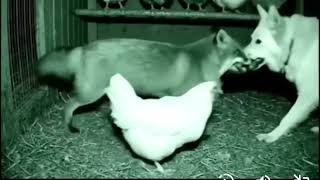 Pet Dog Rescues A Farm Chicken From A Fox And Teaches Fox A Lesson