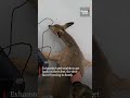 Deer stranded on frozen lake in Russia pulled to safety by fishermen