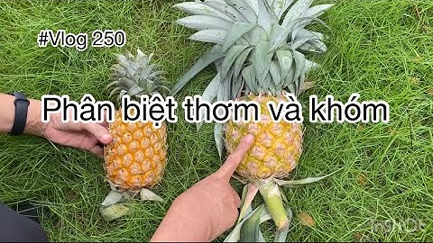 #250 - Phân biệt khóm và thơm.