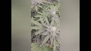 Glockies - Gen1:11 - Day 43 Flowering
