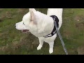 Korean jindo