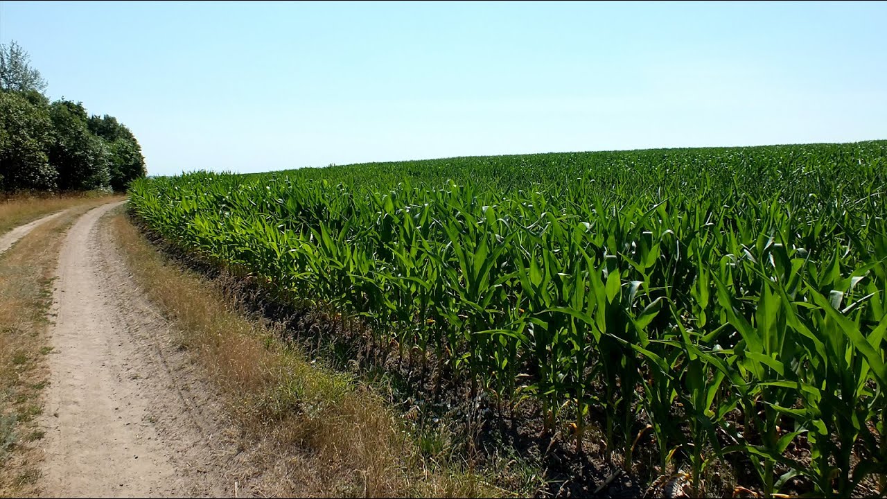 По дороге к тракторной бригаде село Кошмак - YouTube