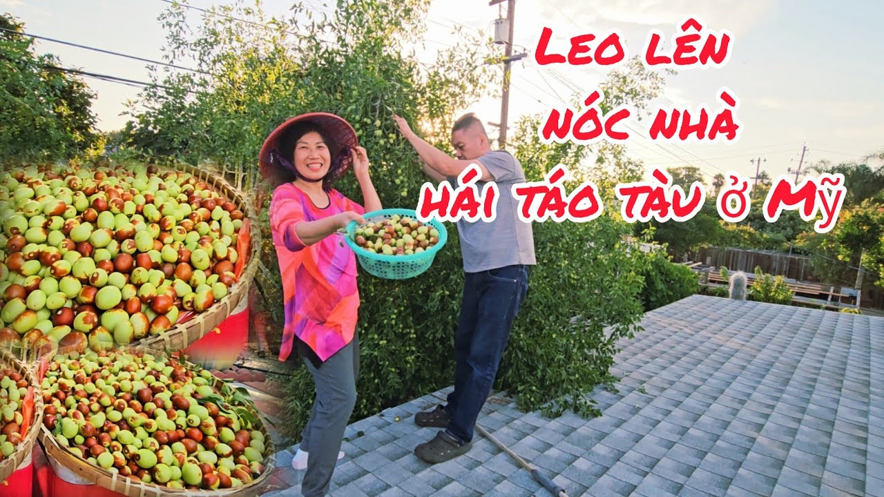 Leo lên nóc nhà hái táo tàu chín đầu mùa ở Mỹ 2025