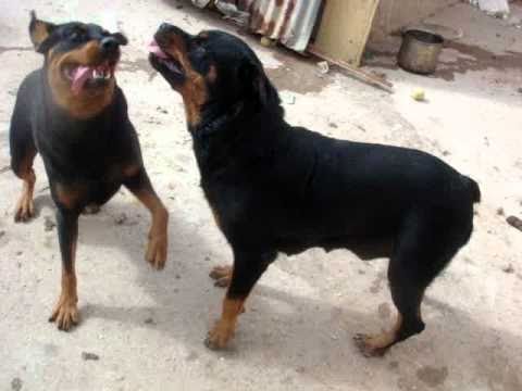 Rott Gili Oujda Lazari Rottweiler Royal A Vendre Youtube