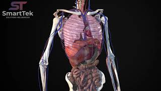 Full Virtual 3D Human Body Anatomy screenshot 4