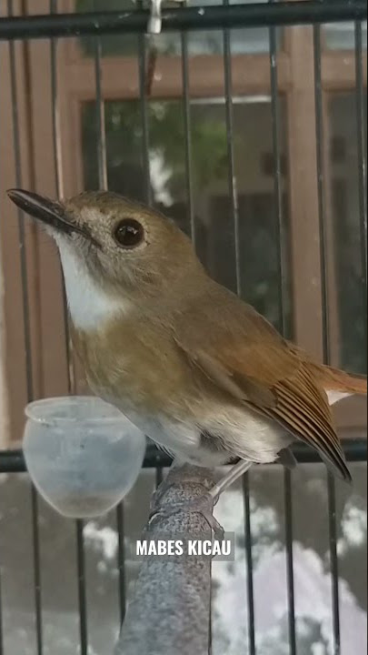 SRDC Bali gacor dor isian kenari #mabeskicau #srdcbali #shorts