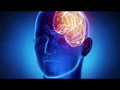 मानव मस्तिष्क ( Senior)   - Biology - 3D animation - Human Brain Overview - Hindi