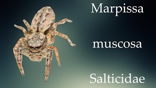 Jumping spider babies [ Marpissa muscosa ] #3