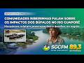 COMUNIDADES RIBEIRINHAS FALAM SOBRE OS IMPACTOS DOS BUFALOS NAS COMUNIDADES E NO RIO GUAPORÉ