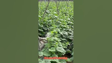 Dưa leo hoa sen 659 mùa nắng #hoasen #dualeo #2025