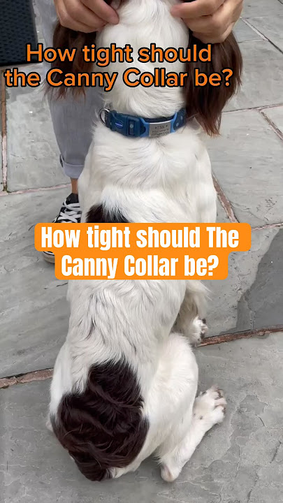 Canny Collar Fit