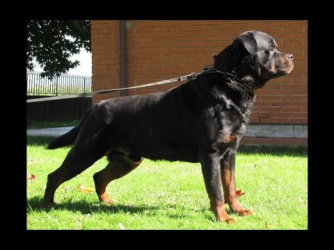ROTTWEILER GIGANTE LEO MESSI in memory - YouTube