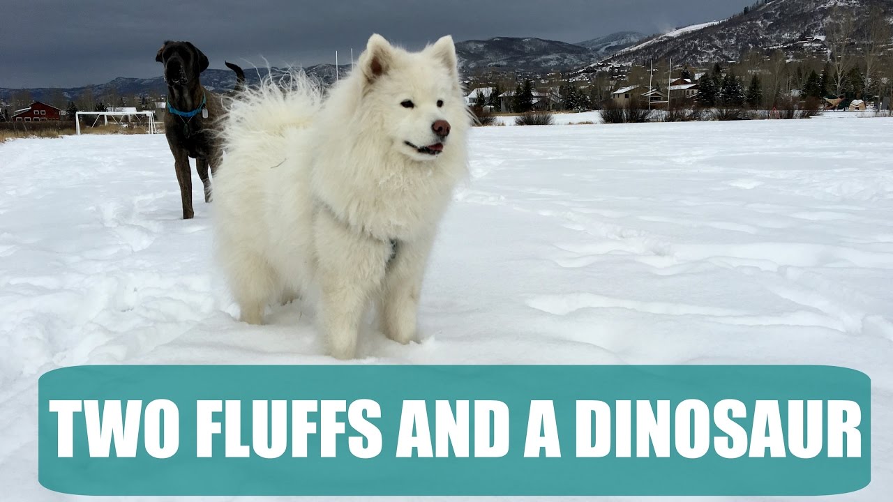 two rivers samoyeds