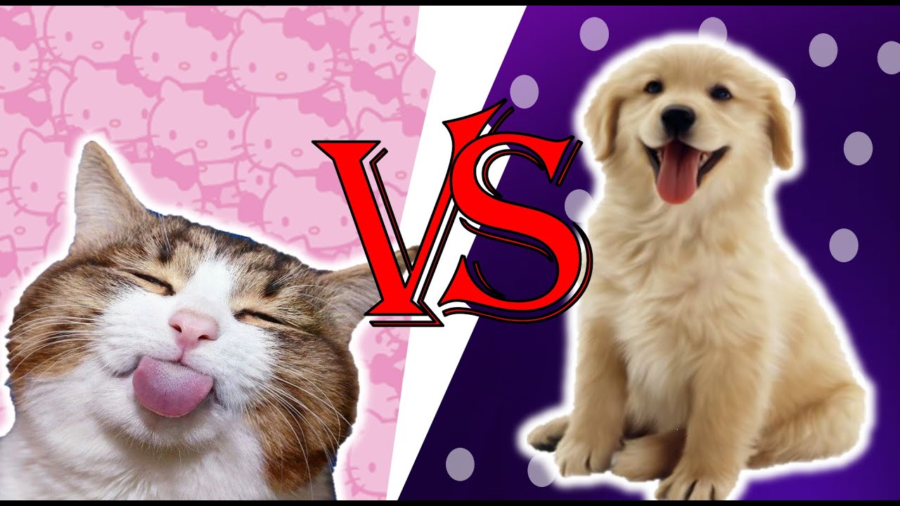 Can a Dog Be Scared Of Cat? YouTube
