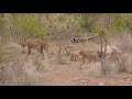 Lion cubs flee for their lives from elephant bull charge