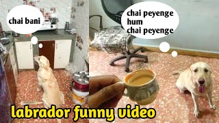 Max ko peni he chai ☕ : labrador funny video by At Mix Vlogs 65 views 2 months ago 5 minutes, 27 seconds