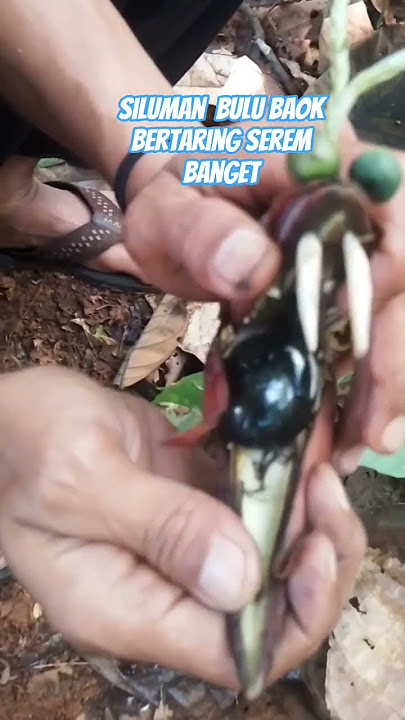 siluman bulu baok bertaring ada mustika wulung #shorts #mistis #viralshorts