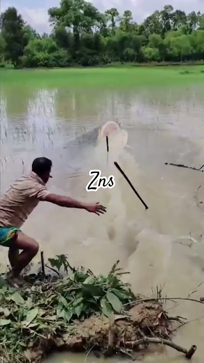 Menakjubkan...!!Sekali tombak kena ikan lele JUmBO Sebesar gajah #fishing #shorts #galeripencarian