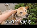 シャンプー好きになる犬の洗い方講座【バスタイムルーティン】