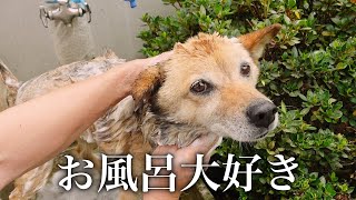 シャンプー好きになる犬の洗い方講座【バスタイムルーティン】