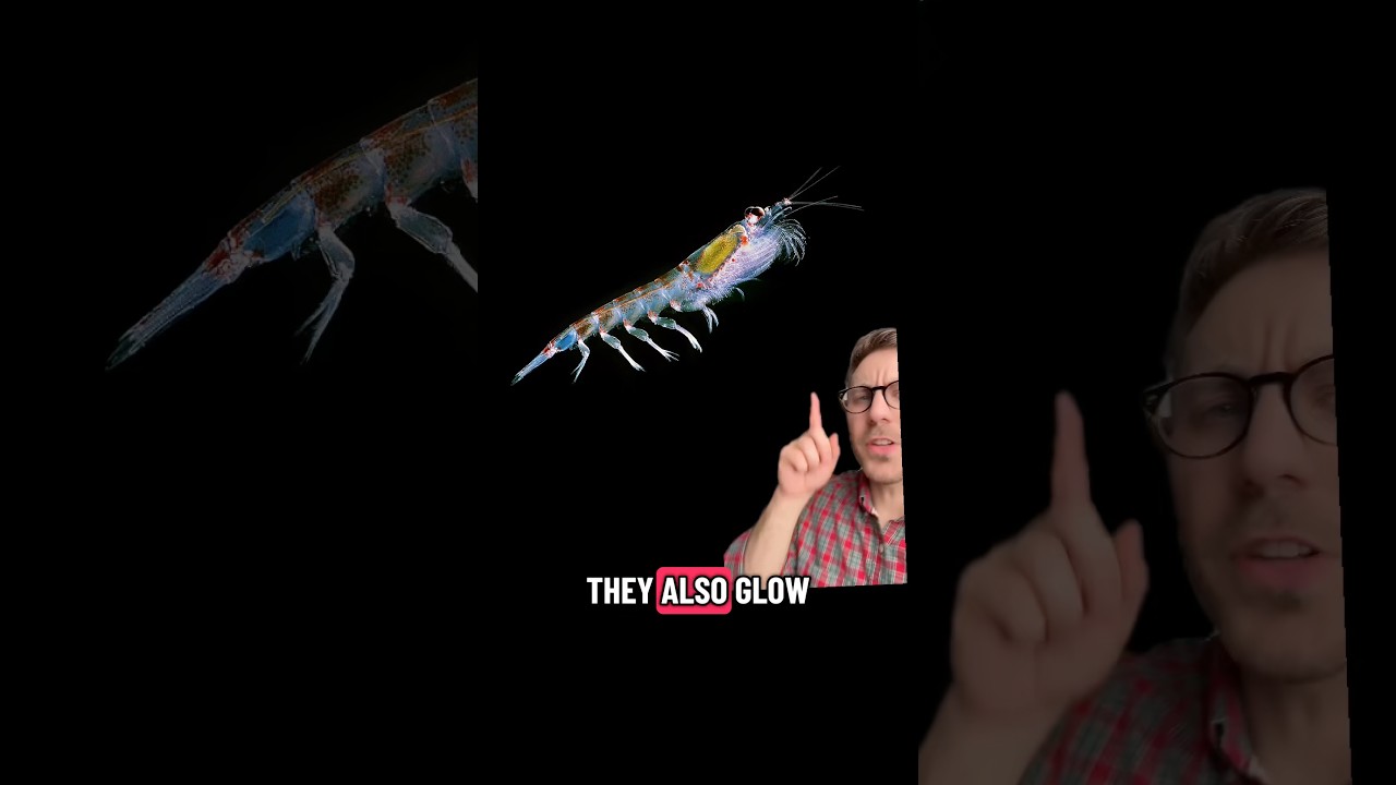 The Krill Paradox