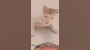 كابوس القطط 