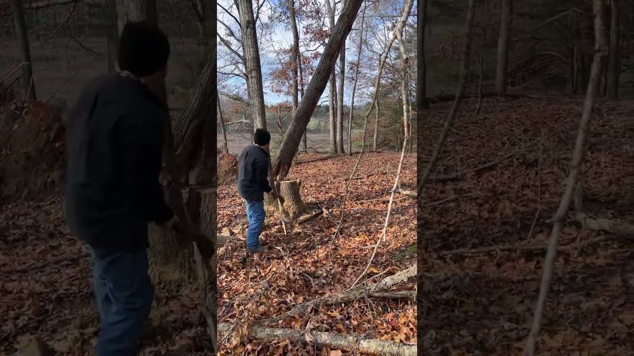 Dropping A Storm Damaged Oak Timber Firewood Stihl Husqvarna Chainsaw