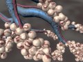 lung alveolus 3D animation