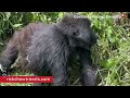 Rickshaw travels  gorilla trekking  rwanda