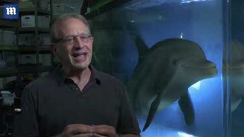 Video  Robot dolphin company hopes to replace captive animals in theme parks   Daily Mail Online