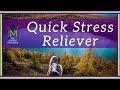 Quickly Relieve Stress in Just 10 Minutes / Meditation and Breath Practice