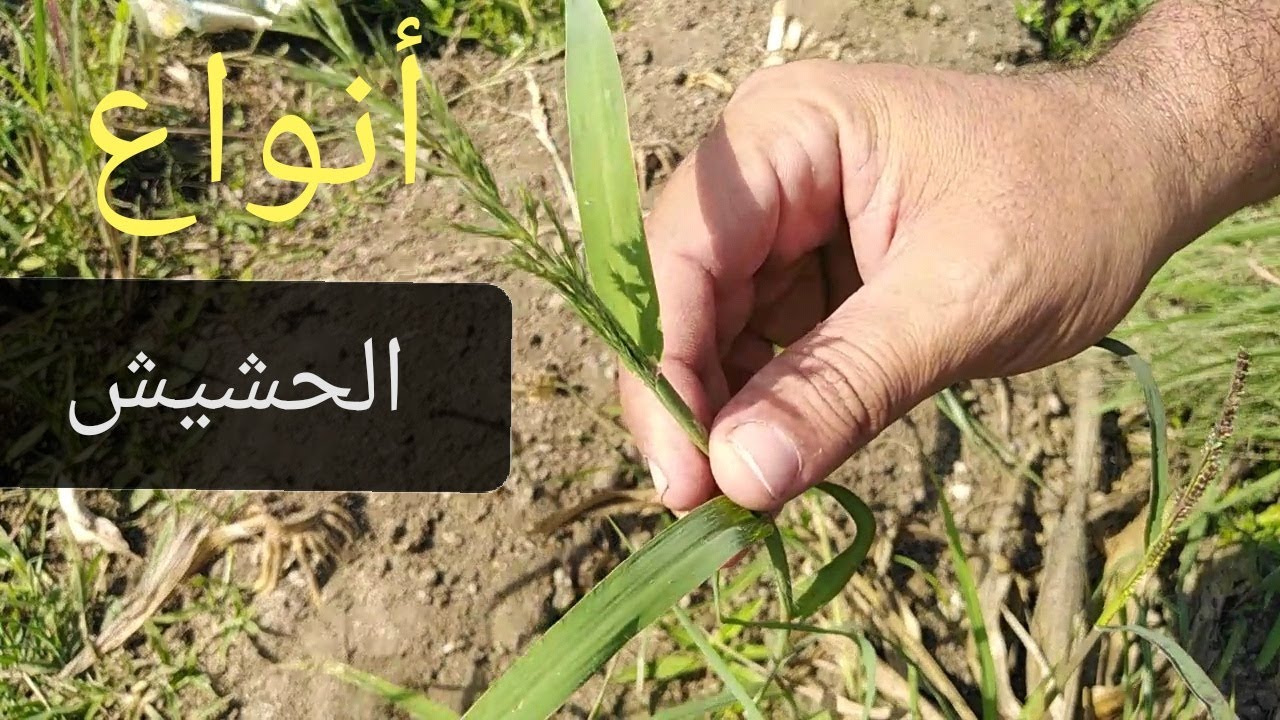 كيفية إستخراج الحشيش والصيد به على الأسماك النيليه